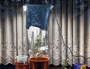 A cannabis lamp provides light to a cannabis plant placed on a windowsill in a flat. Up to three