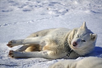 Sled dog lying in the snow and resting, typical winter environment, Ilulissat, Greenland, Denmark,