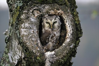 Tengmalm's owl (Aegolius funereus), Great Horned Owl, adult, on tree, alert, in autumn, looking out