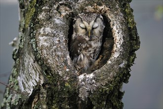 Tengmalm's owl (Aegolius funereus), adult, sleeping in a tree in autumn, looking out of a tree