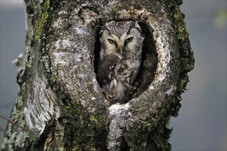 Tengmalm's owl (Aegolius funereus), Great Horned Owl, adult, on tree, alert, in autumn, looking out