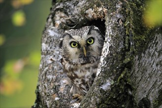 Tengmalm's owl (Aegolius funereus), Great Horned Owl, adult, on tree, alert, in autumn, looking out