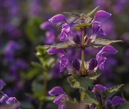 Macro shot of a purple flower with blurred background and beautiful detail Salvia pratensis meadow