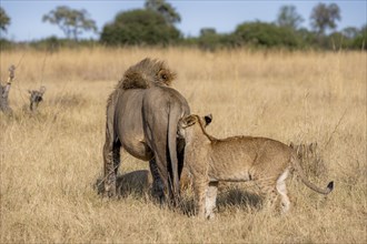 Lion (Panthera leo), adult male from behind with young, standing in dry grass, Khwai, Okavango