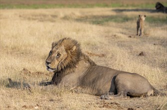 Lion (Panthera leo), adult male, lying in dry grass, Khwai, Okavango Delta, Moremi Game Reserve,