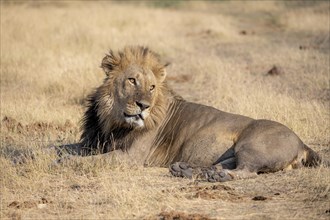 Lion (Panthera leo), adult male, lying in dry grass, Khwai, Okavango Delta, Moremi Game Reserve,