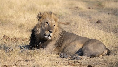 Lion (Panthera leo), adult male, lying in dry grass, Khwai, Okavango Delta, Moremi Game Reserve,