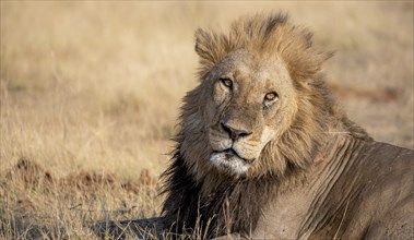 Lion (Panthera leo), adult male, lying in dry grass, animal portrait, Khwai, Okavango Delta, Moremi