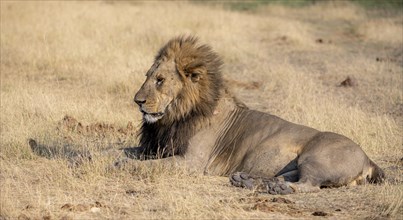 Lion (Panthera leo), adult male, lying in dry grass, Khwai, Okavango Delta, Moremi Game Reserve,