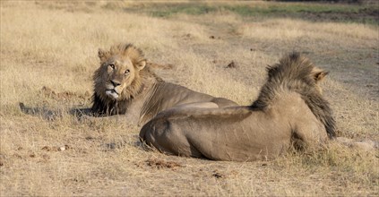 Lion (Panthera leo), two adult males, lying in dry grass, Khwai, Okavango Delta, Moremi Game