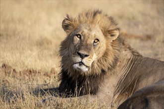 Lion (Panthera leo), adult male, lying in dry grass, animal portrait, Khwai, Okavango Delta, Moremi