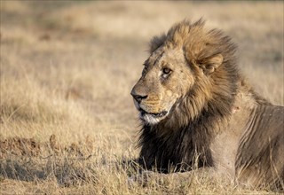 Lion (Panthera leo), adult male, lying in dry grass, animal portrait, Khwai, Okavango Delta, Moremi