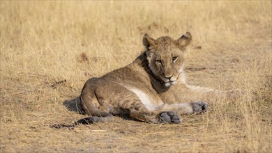 Lion (Panthera leo), young lying in dry grass, Khwai, Okavango Delta, Moremi Game Reserve,