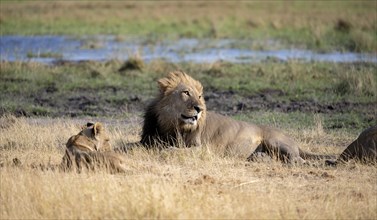 Lion (Panthera leo), adult male and female, lying in dry grass, African savannah, Khwai, Okavango