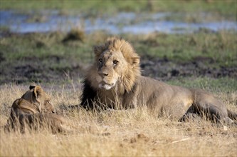 Lion (Panthera leo), adult male and female, lying in dry grass, African savannah, Khwai, Okavango