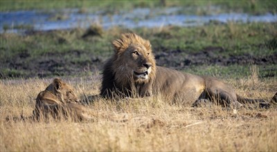 Lion (Panthera leo), adult male and female, lying in dry grass, African savannah, Khwai, Okavango