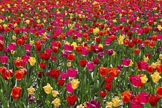 Tulipa 'Sunshine Mixture', Single Late Tulip flowers in spring, Quebec, Canada, North America