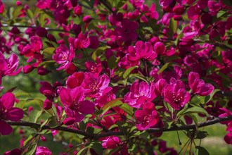 Malus 'Prairifire', Crabapple tree with dark pinkish red flower blossoms in spring, Quebec, Canada,