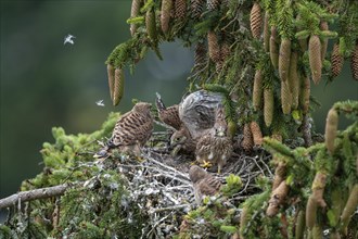 Common kestrel (Falco tinnunculus), young birds not yet ready to fly in the nest,