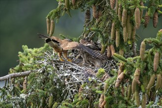 Common kestrel (Falco tinnunculus), male adult bird hands a mouse to a young bird not yet able to