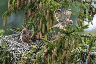 Common kestrel (Falco tinnunculus), a young bird not yet able to fly sitting on a branch outside