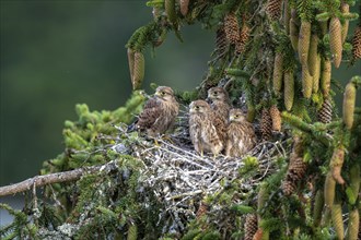 Common kestrel (Falco tinnunculus), young birds not yet ready to fly in the nest,