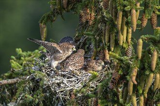 Common kestrel (Falco tinnunculus), young birds not yet ready to fly in the nest,