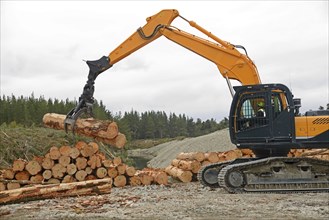 A digger driver stacks logs at a milling site in exotic forest on the West Coast, New Zealand,