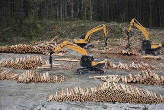 Diggers work at a milling site in exotic forest on the West Coast, New Zealand, Oceania