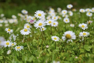 Daisies bloom in a green meadow and spread a spring-like atmosphere, Kinzigaue, Erlensee, Hanau,