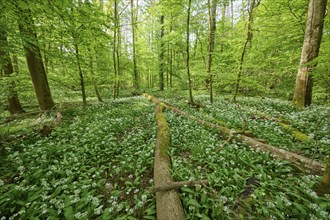 Light-flooded forest with green leaves and blooming wild garlic on the forest floor in spring,