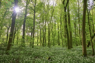 Light-flooded forest with green leaves and blooming wild garlic on the forest floor in spring,