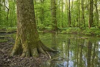 Light-flooded forest with river Kinzig, green leaves and blooming wild garlic on the forest floor