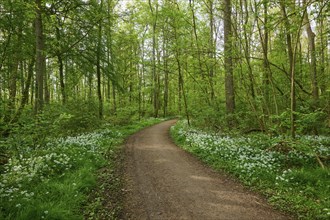 A quiet forest path surrounded by green trees and blooming flowers on a sunny spring day,