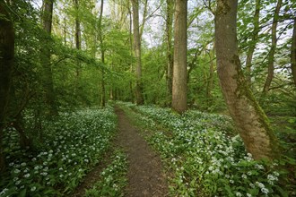 A quiet path surrounded by green trees and blooming flowers on a sunny spring day, Kinzigaue,