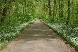 A forest path with wild garlic surrounded by green trees conveys peace and springtime feelings,