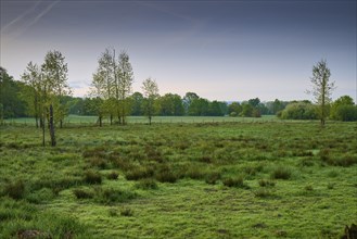 Green meadow with scattered trees under a calm sky at dawn, Erlensee, Hanau, Hesse, Germany, Europe