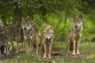 Wolf (Canis lupus), wolf pack standing on a meadow in forest, summer, Germany, Europe