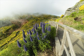 Blooming Purple Pride of Madeira Flowers, Yellow Bushes on Mountain Slopes and Fog. Portugal