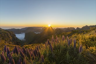 Pico do Arieiro. Mountains and Blooming Pride of Madeira Flowers at Sunset. Cloud Inversion.