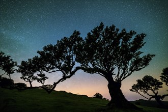 Tree in Fanal Forest, Blue and Pink Sky Full of Stars at Night. Madeira, Portugal, Europe