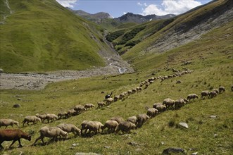 Herd of sheep in the mountain pasture