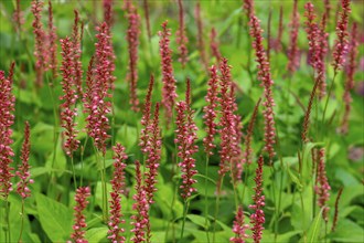 Candle knotweed (Persicaria amplexicaulis), North Rhine-Westphalia, Germany, Europe