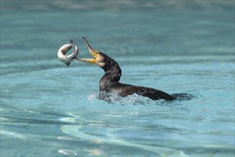 Great cormorant (Phalacrocorax carbo) with eel as prey, hunting