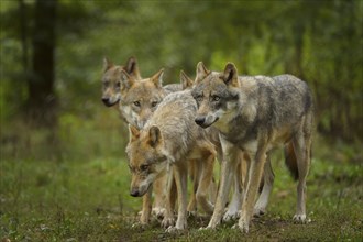 Wolf (Canis lupus), wolf pack standing on a meadow in forest, summer, Germany, Europe