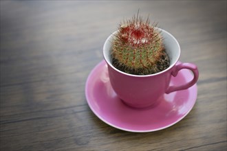 Small potted cactus with buds growing in a pink coffee cup as a fancy table decoration, copy space,