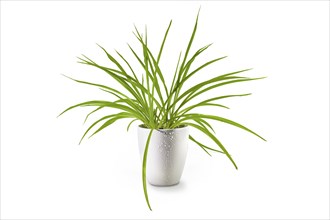 Spider plant (Chlorophytum comosum), an evergreen perennial with long green leaves potted as indoor