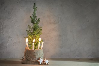 Alternative Advent wreath, three candles lit with a flame on a small conifer plant as Christmas