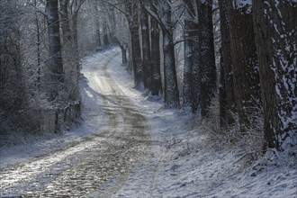 Narrow curvy country road from cobblestone in winter covered with ice and snow between dark tree