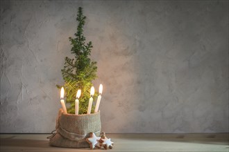 Alternative Advent wreath, four candles lit with a flame on a small conifer plant as Christmas tree